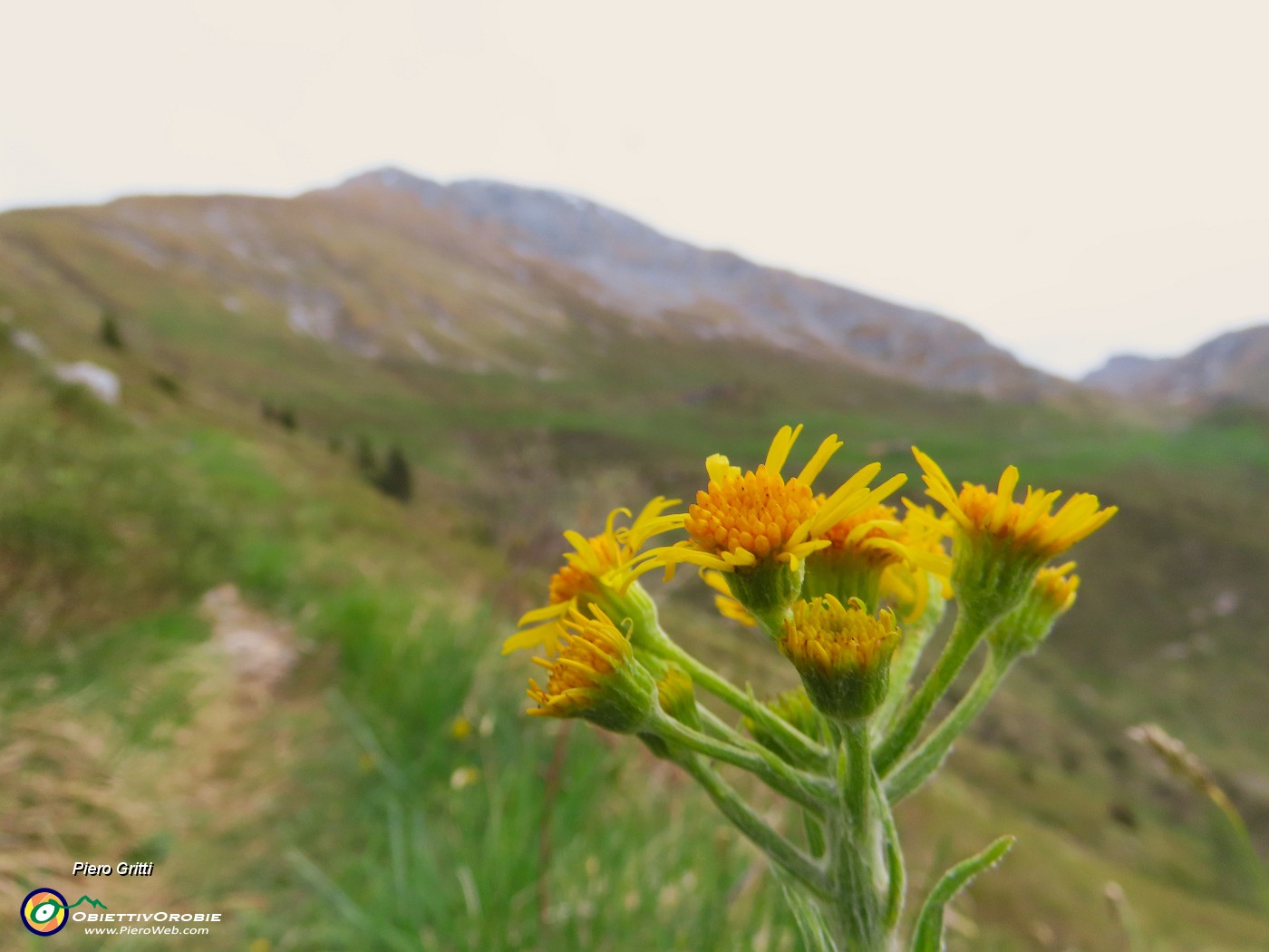 18 Tephroseris longifolia (Senecione di Gaudin) con vista in Arera.JPG